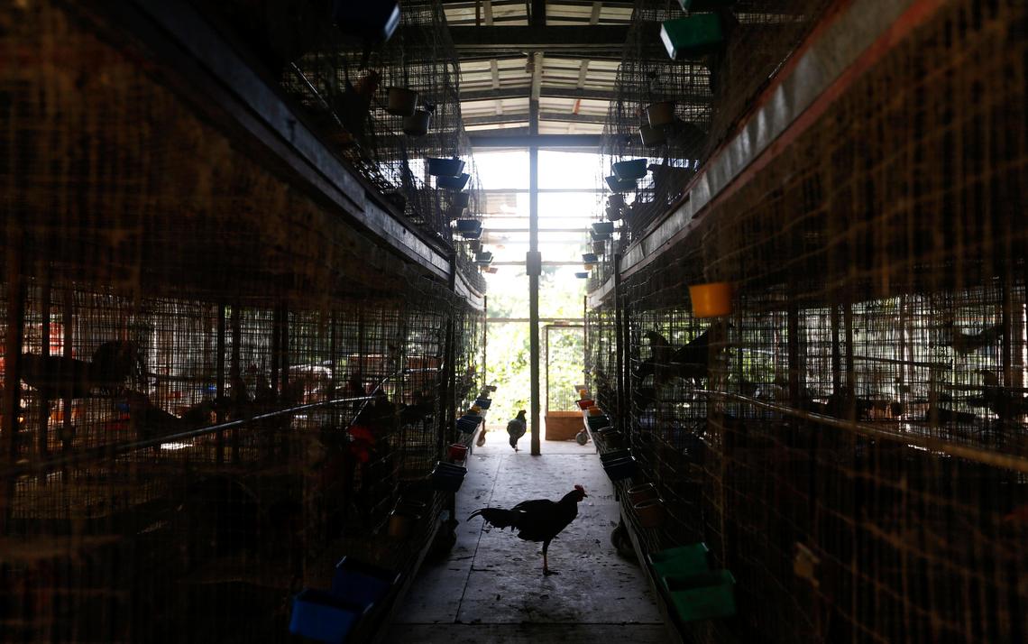 Adrián Guevares’ ranch in Morovis, Puerto Rico houses two hundred fighting roosters on December 11, 2019. While animal-rights activists are celebrating a ban on cockfighting, those in the industry say the law undermines one of the foundations of the rural economy and is an attack on a 400-year-old tradition.