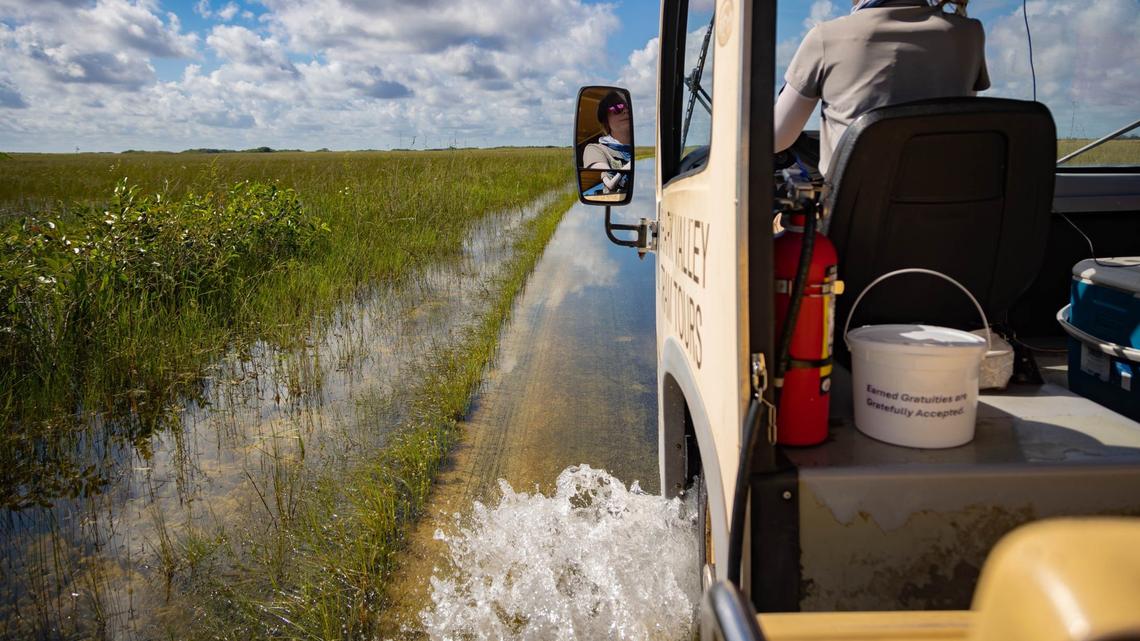 Bethany Richey drives the Shark Valley Tram during a tour along the flooded east side of the Shark Valley trail on Tuesday, September 10, 2024.