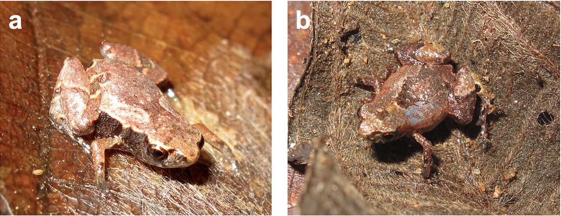 The new species has color variations similar to leaves and to rocks, researchers said.