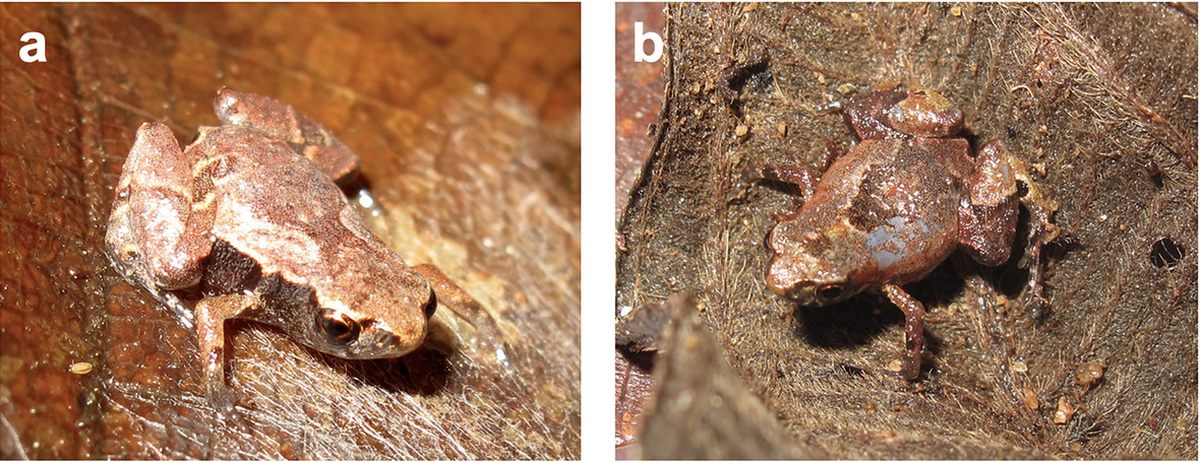 The new species has color variations similar to leaves and to rocks, researchers said.