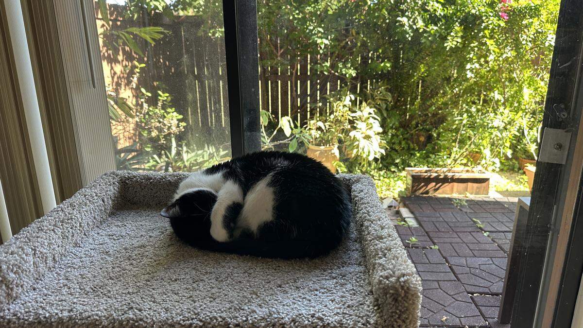 So much sun in Miami through November 2025, the house cat has to shield her eyes for her daytime nap near the window. Looks like sunny skies are here beyond the Thanksgiving holiday during dry season.