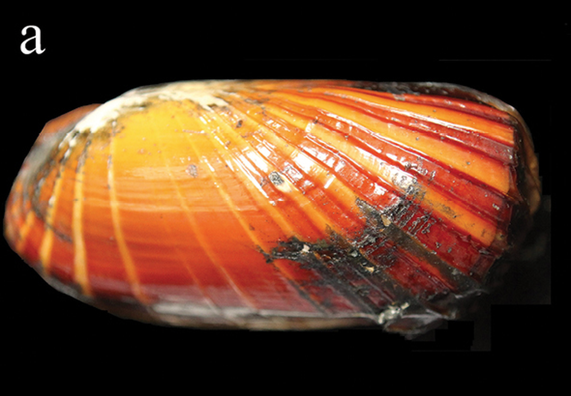 The new species of bivalve has ridges on the shell with flattened summits, the researchers said.