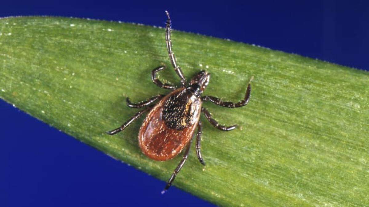 Congress wants to investigate attempts to conduct biowarfare using tick.