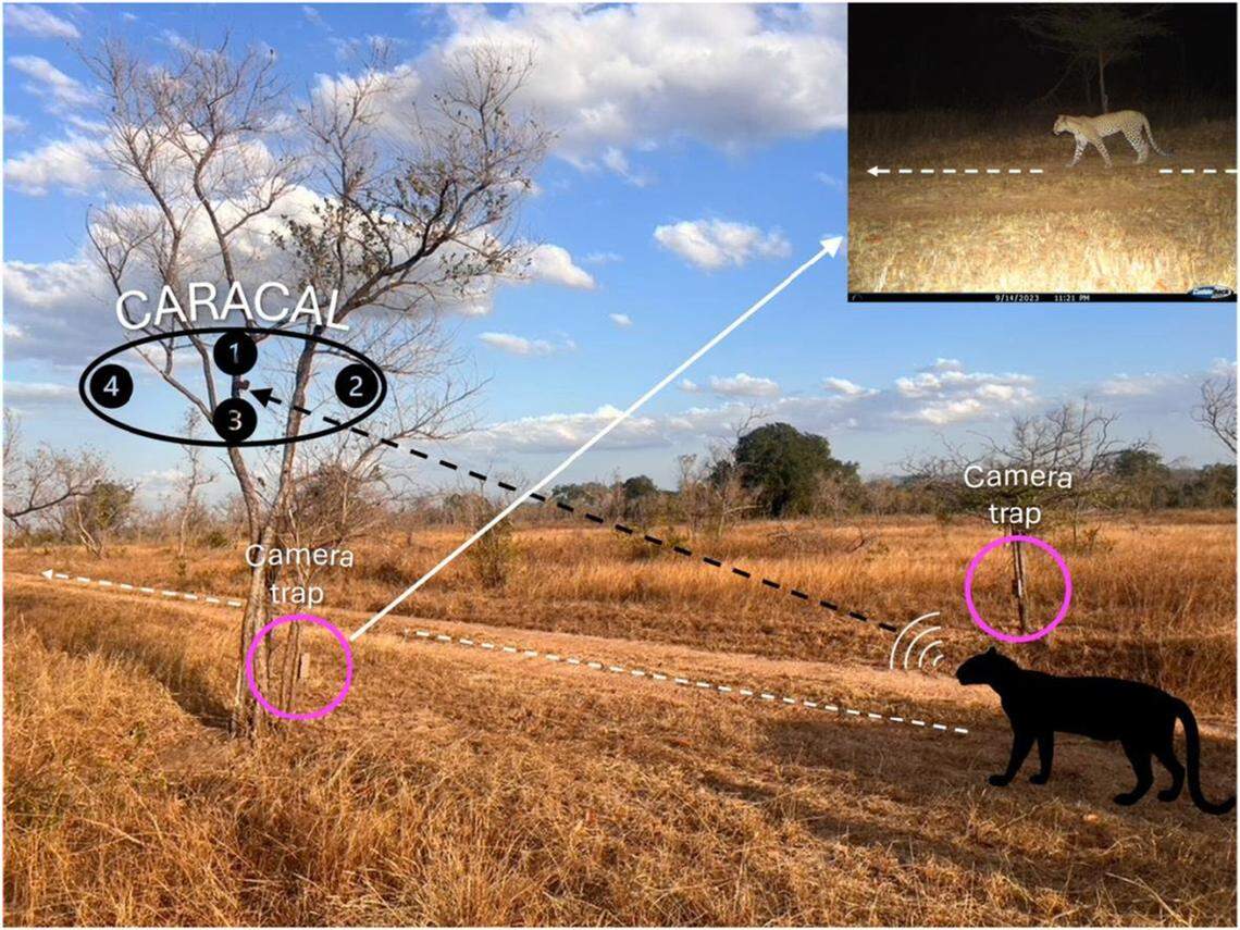 The camera traps captured both sides of the animals to identify their spots, then paired with audio recordings.