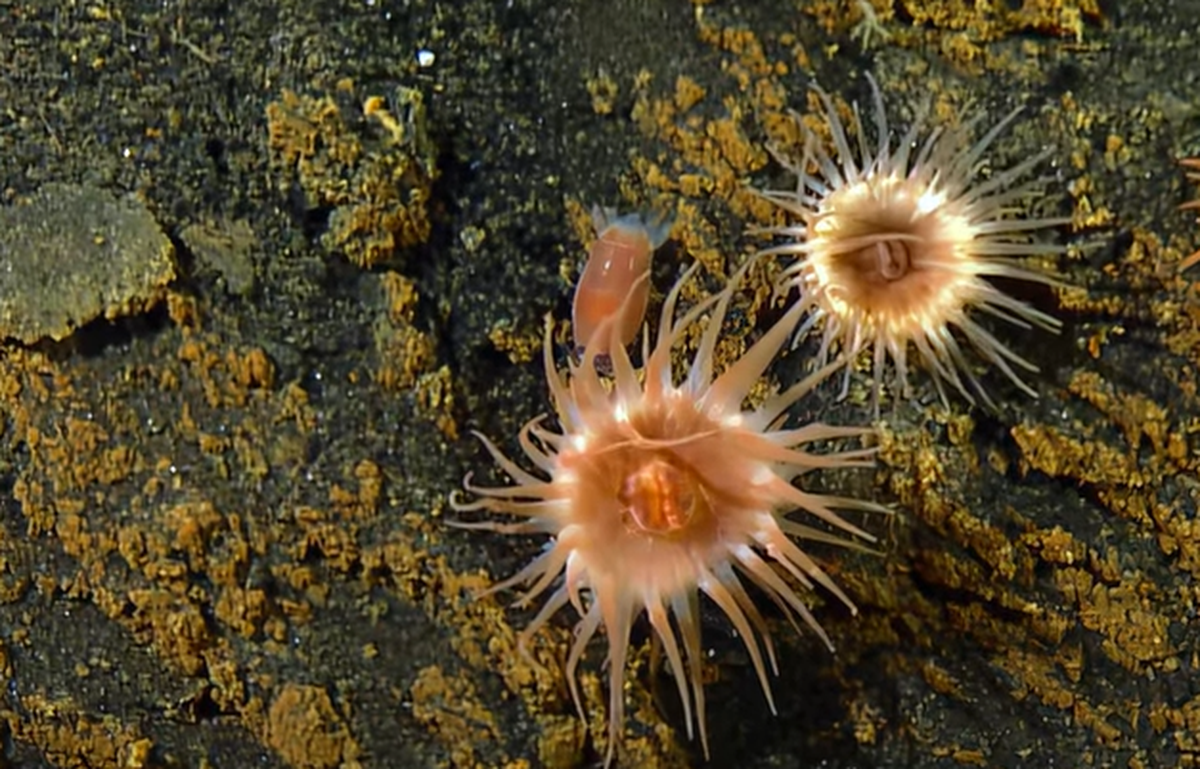 This video screengrab shows the seconds before the anemone swallowed the isopod seen here just above it.