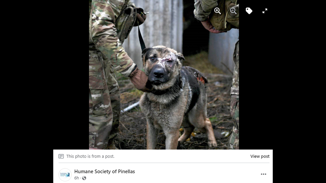 Crater was found extremely injured in a Russian-occupied region of Ukraine as war rages on, the shelter said.