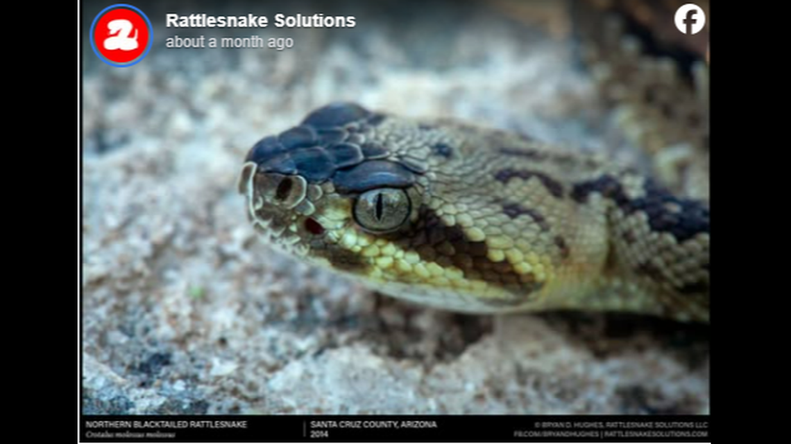 A black-tailed rattlesnake was among the 11 rattlesnakes tested to see if they could climb a sheer concrete wall.