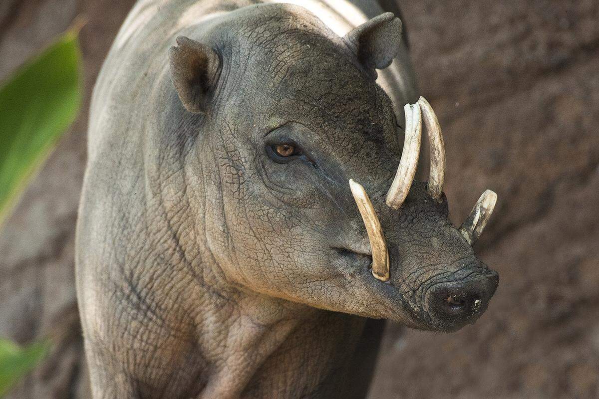 A male babirusa, a type of Indonesian wild pig, displays its unique sets of antlers.