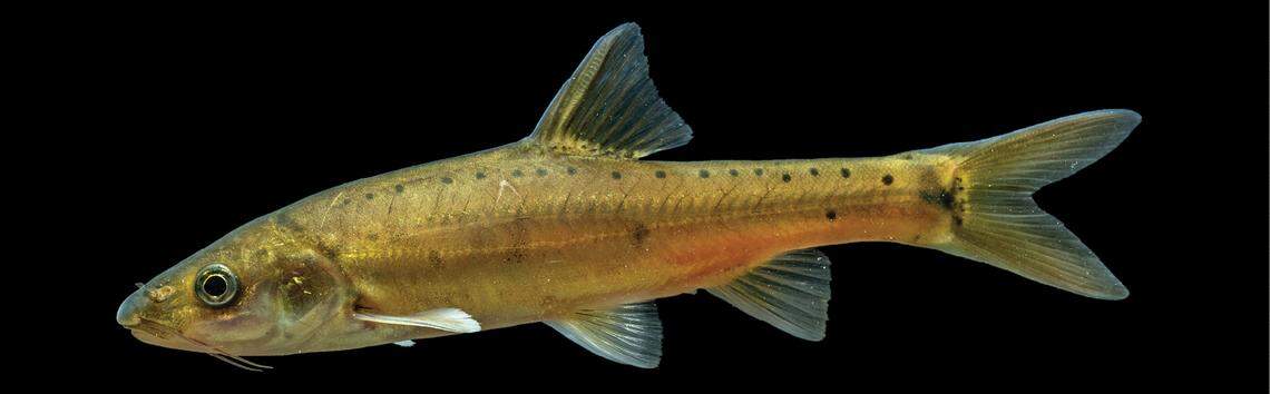 The fish has a “golden yellow” body and large eyes, researchers said.