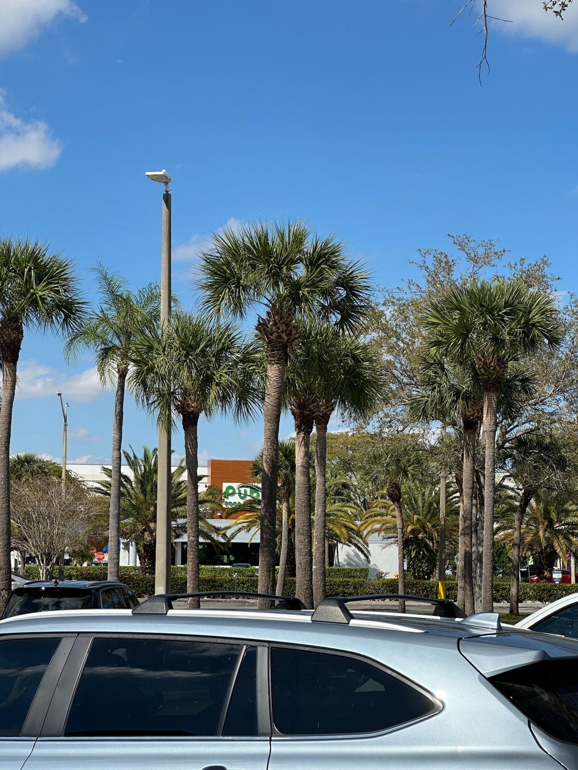 View of the new Briar Bay Publix from The Falls’ Macy’s parking lot. The Briar Bay Shopping Center is across the street from The Falls.