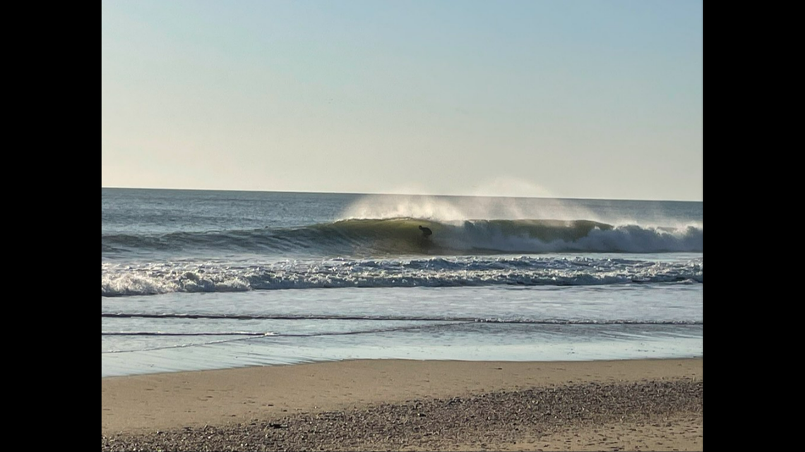 Rare sea creatures slaughtered on beach just as they hatched, Florida city says