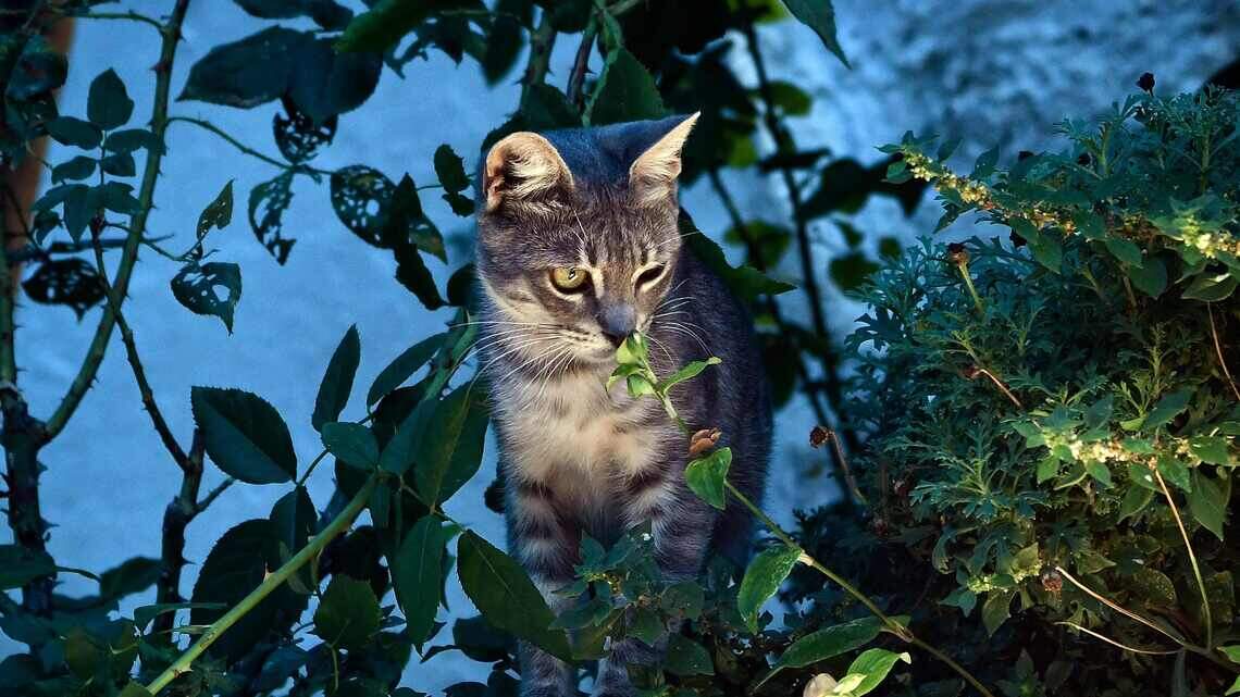 What plants are toxic to dogs and cats? The full list is growing but data says exposures are dropping