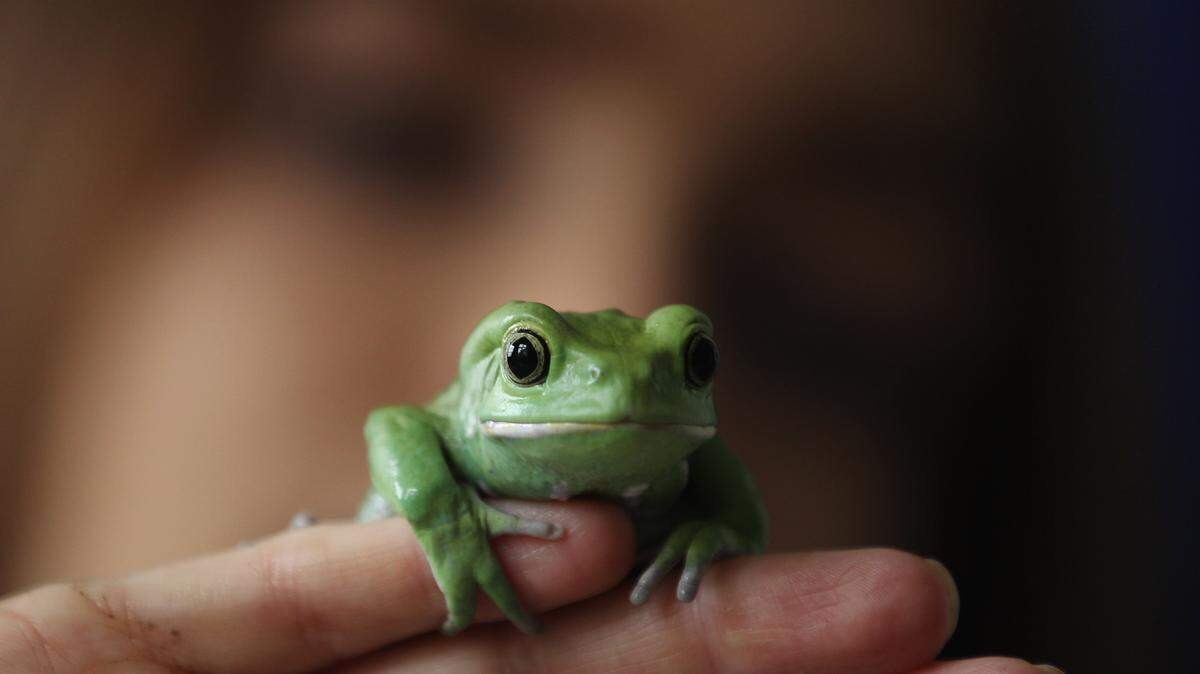 LONDON, ENGLAND - JANUARY 04: A Waxy Tree Frog rests on a zookeeper's hand during a photocall to promote London Zoo's annual stock take of animals on January 4, 2012 in London, England. The zoo's stocktake takes place annually, and gives keepers a chance to check on the numbers of every one of the animals from stick insects and frogs to tigers and camels. (Photo by Dan Kitwood/Getty Images)