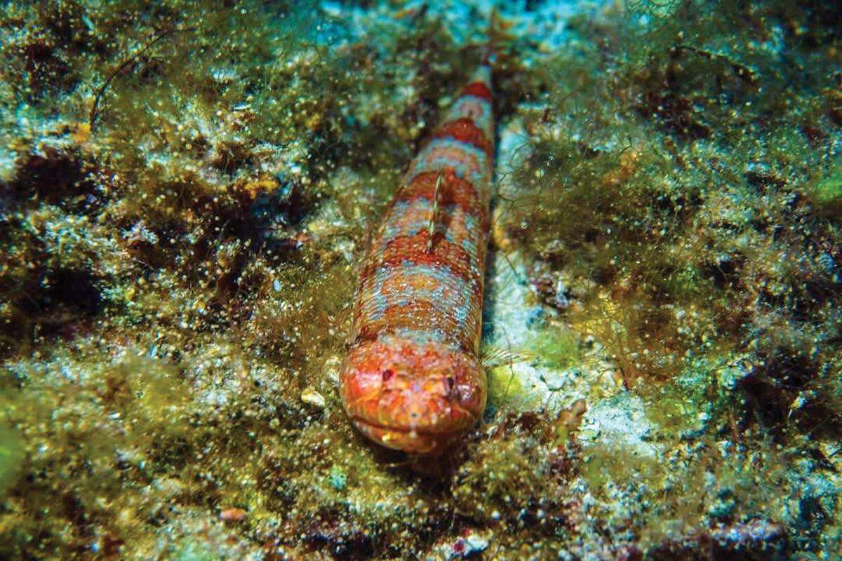A diver captured a photo of one of the fish in its habitat off Malta.