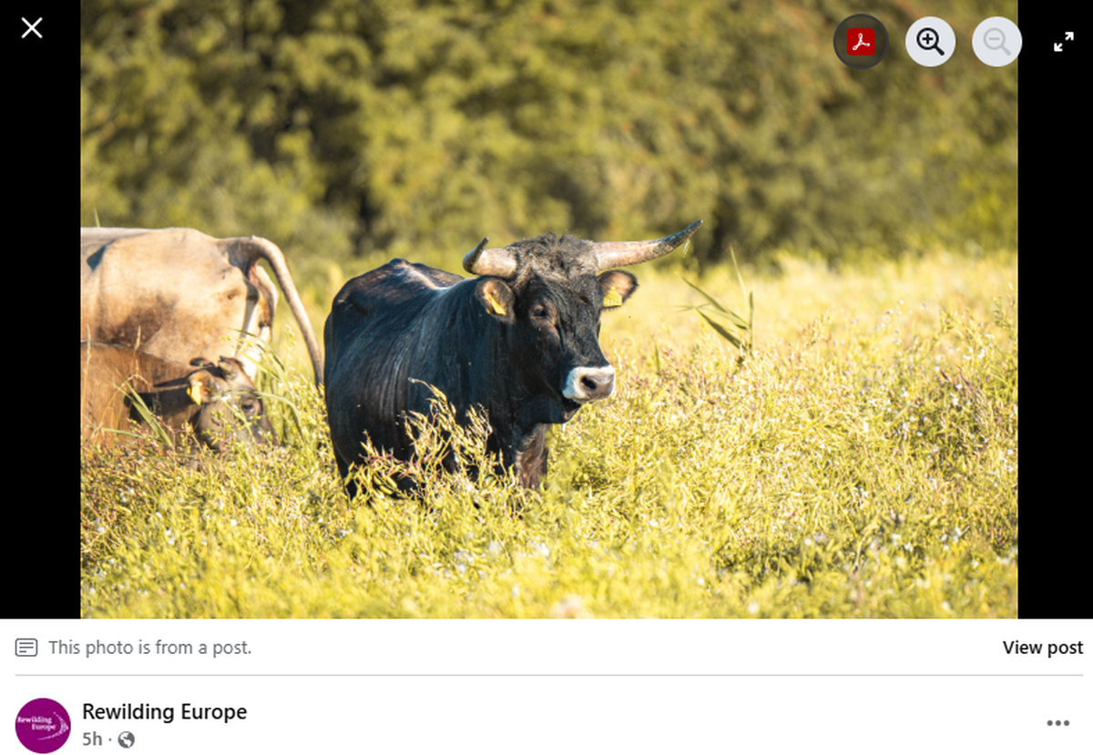 The breed was created by using ancient DNA still present in some modern-day cattle, researchers said.