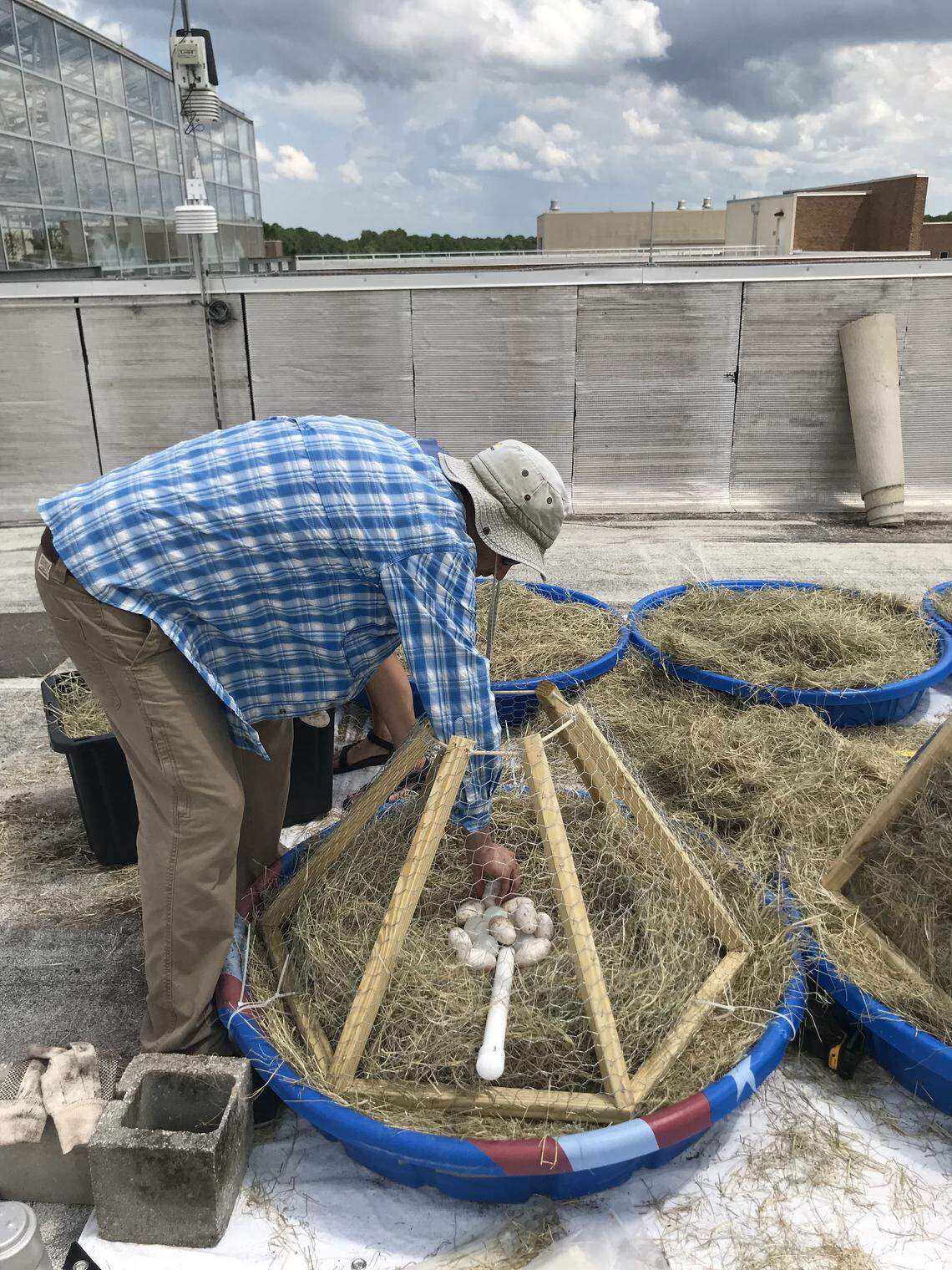 Adam Rosenblatt, a researcher at the University of North Florida, is studying whether alligator eggs react the same way to the rising temperatures that signal climate change as sea turtles do. For sea turtles, temperature determines sex and high temperatures have led to an abundance of female sea turtles.