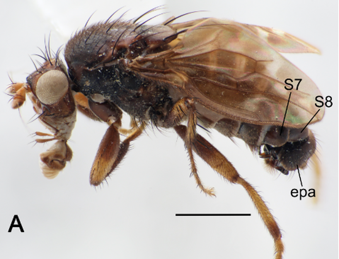 Pleuroseta monteithi are very similar to P. ingens, scientists said.