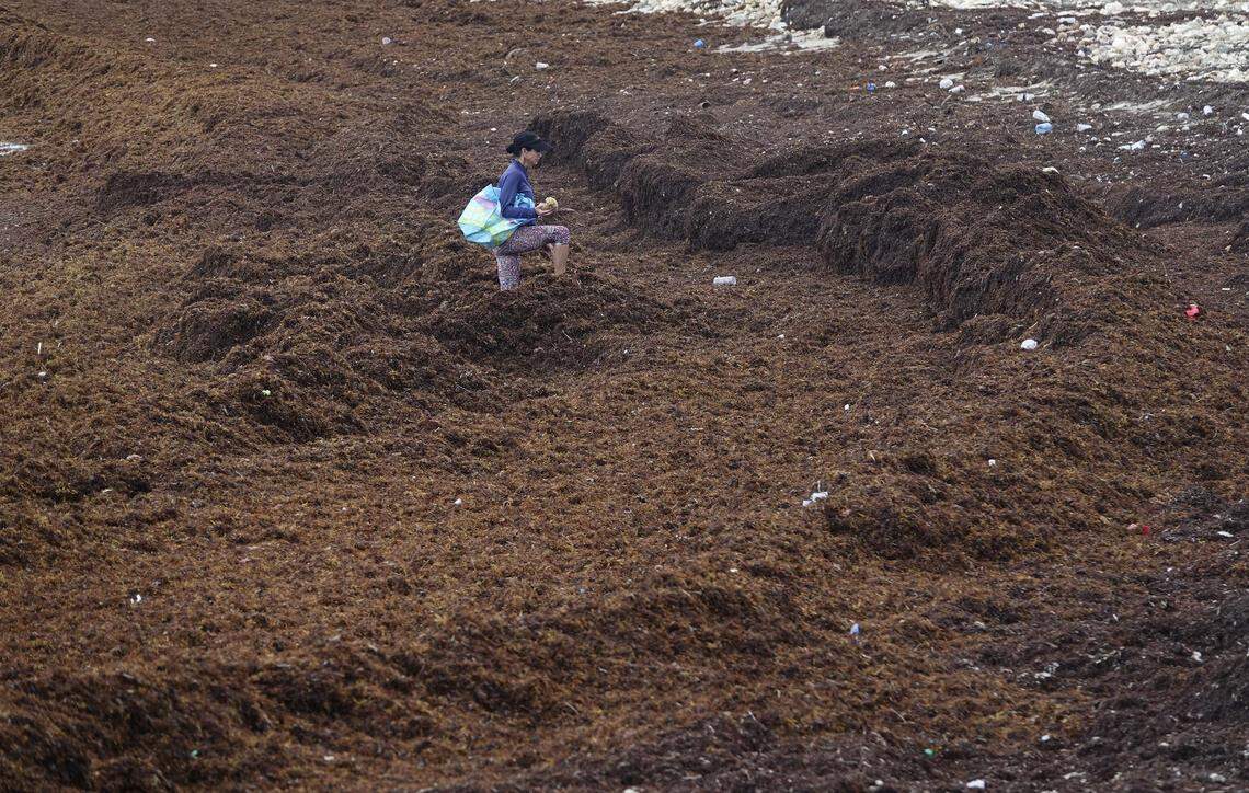 Mindy Borkson of Hollywood walks through a bed of seaweed washed up in Dania Beach at Dr. Von D Mizell-Eula Johnson State Park in May after a Memorial Day weekend storm.