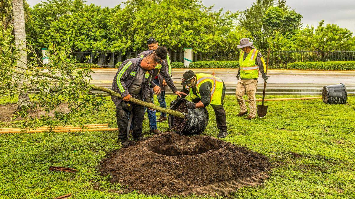 From left to right, workers Reynaldo and Pablo Olguin, Juan Melo, Alexis Reyes and Brigido Gonzalez, plant oak trees in Miami Gardens as part of the county’s tree-planting program.