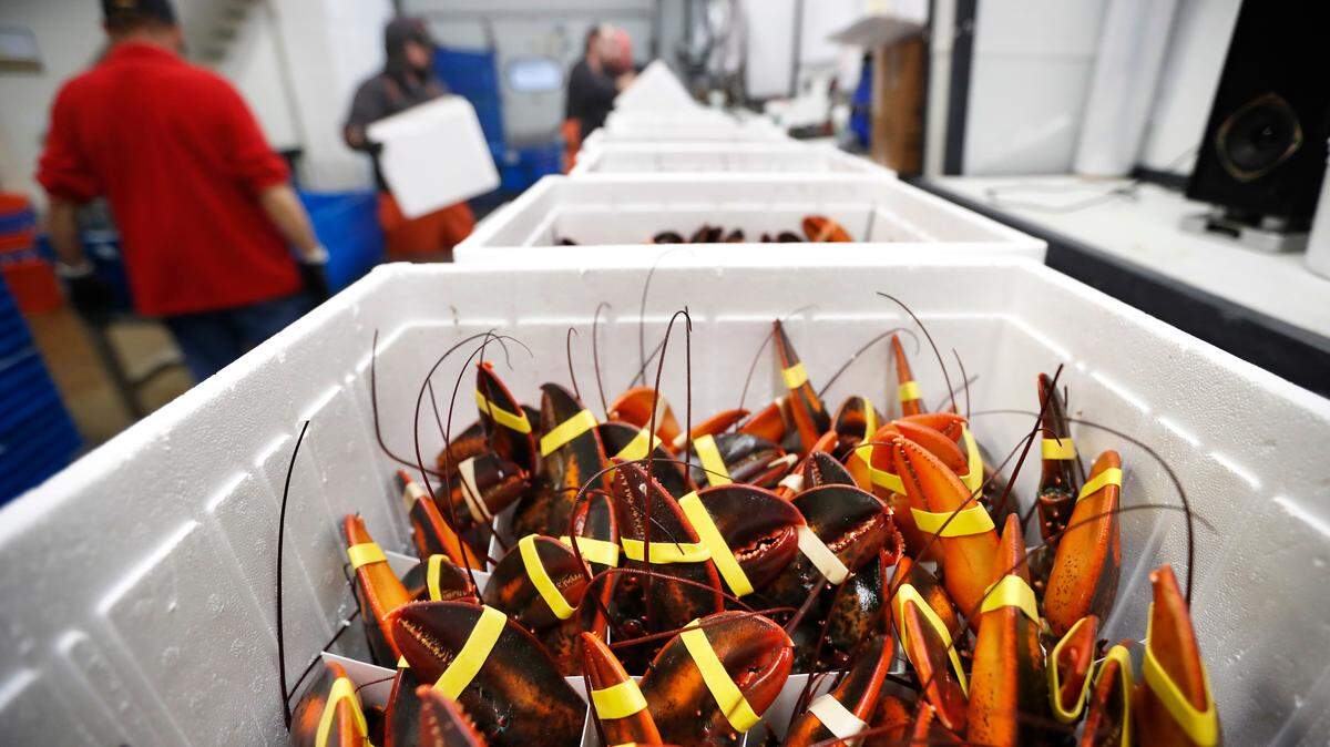 Charlotte’s Legendary Lobster Pound in Maine has started experimenting with getting lobsters high on marijuana smoke before cooking them to help ease their pain, owner Charlotte Gill says.