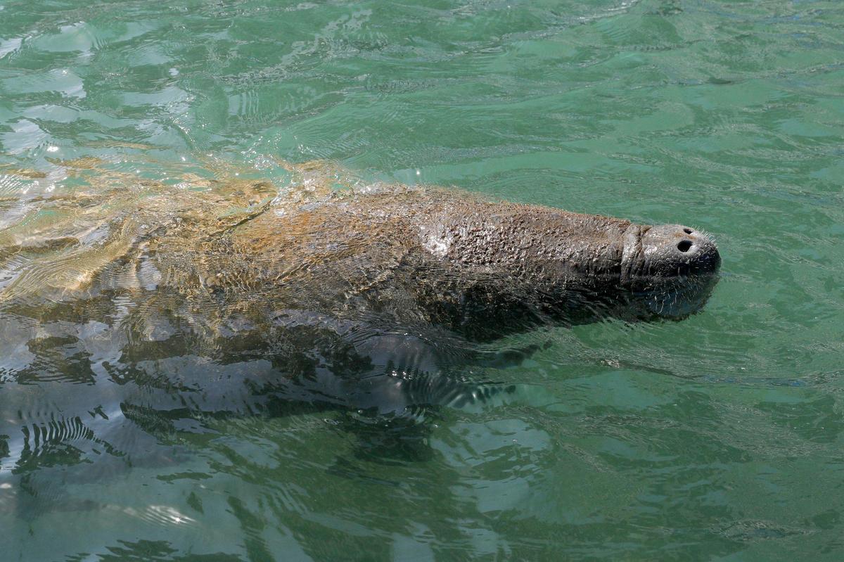 A manatee comes to the surface for air during the Miami International Boat Show at the Venetian Marina & Yacht Club in downtown Miami on Friday, Feb. 18, 2022.