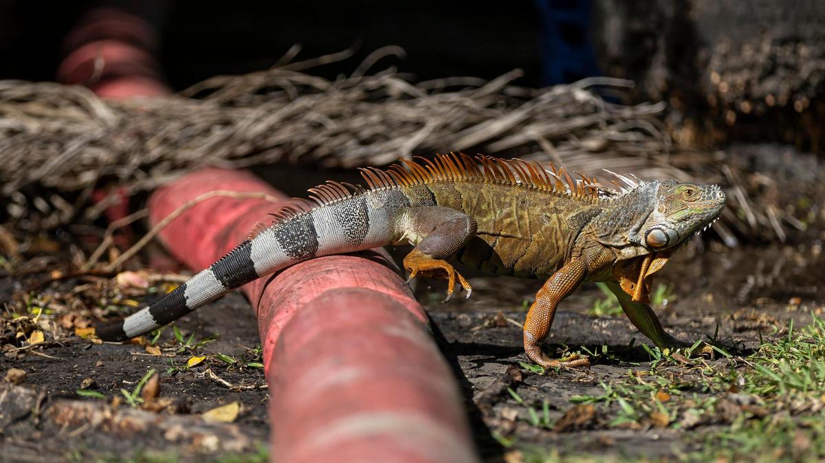 Una iguana se arrastra por una tubería en Miami. Fatigado por el exceso de iguanas en los parques locales, Miami-Dade quiere contratar a tramperos para que practiquen la eutanasia humanitaria de estos reptiles invasores.