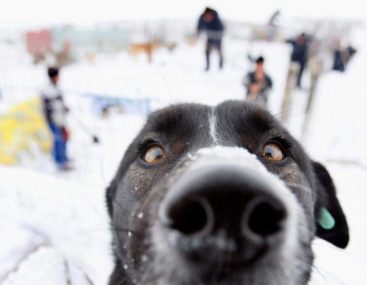 File photo from Feb. 10, 2010, in Bucharest, Romania. Florida won’t see snow on Christmas 2022 but some parts of the state will see temperatures in the 20s so plenty of pooches may feel like this dog did.