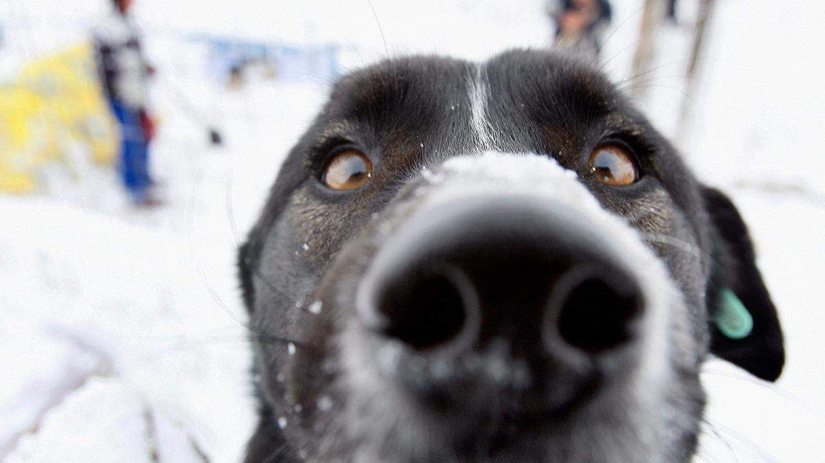 The campaign will help users find dates and dogs find homes. Here’s how. (AP Photo/Vadim Ghirda, File)