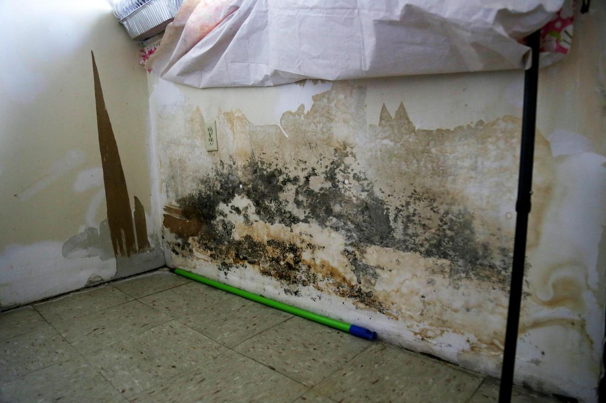 A wall is covered with mold in an apartment in Harry Cain Tower in downtown Miami, on Friday, September 20, 2019.
