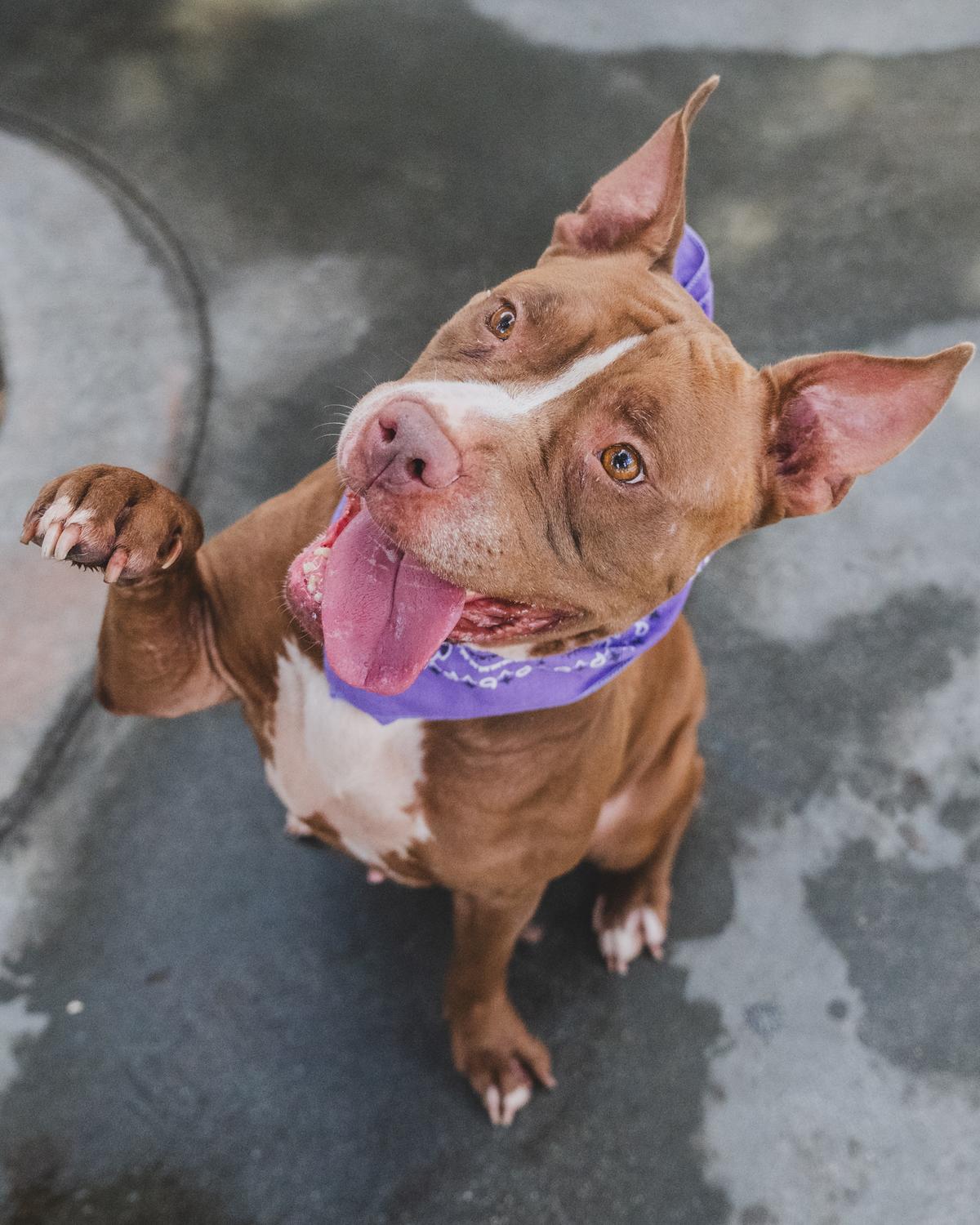 Introducing Aria #A2505836, a charming 4-year-old Terrier mix who’ss been waiting for a loving home since September. She’s not just sweet; she’s smart too, knowing commands like “sit” and “give paw.’’ Aria’s love for treats and her adorable pointy ears make her an irresistible companion. If you’re looking for a loyal and affectionate furry friend, Aria is the perfect match. Adopt her today and bring her warm-hearted love into your life.