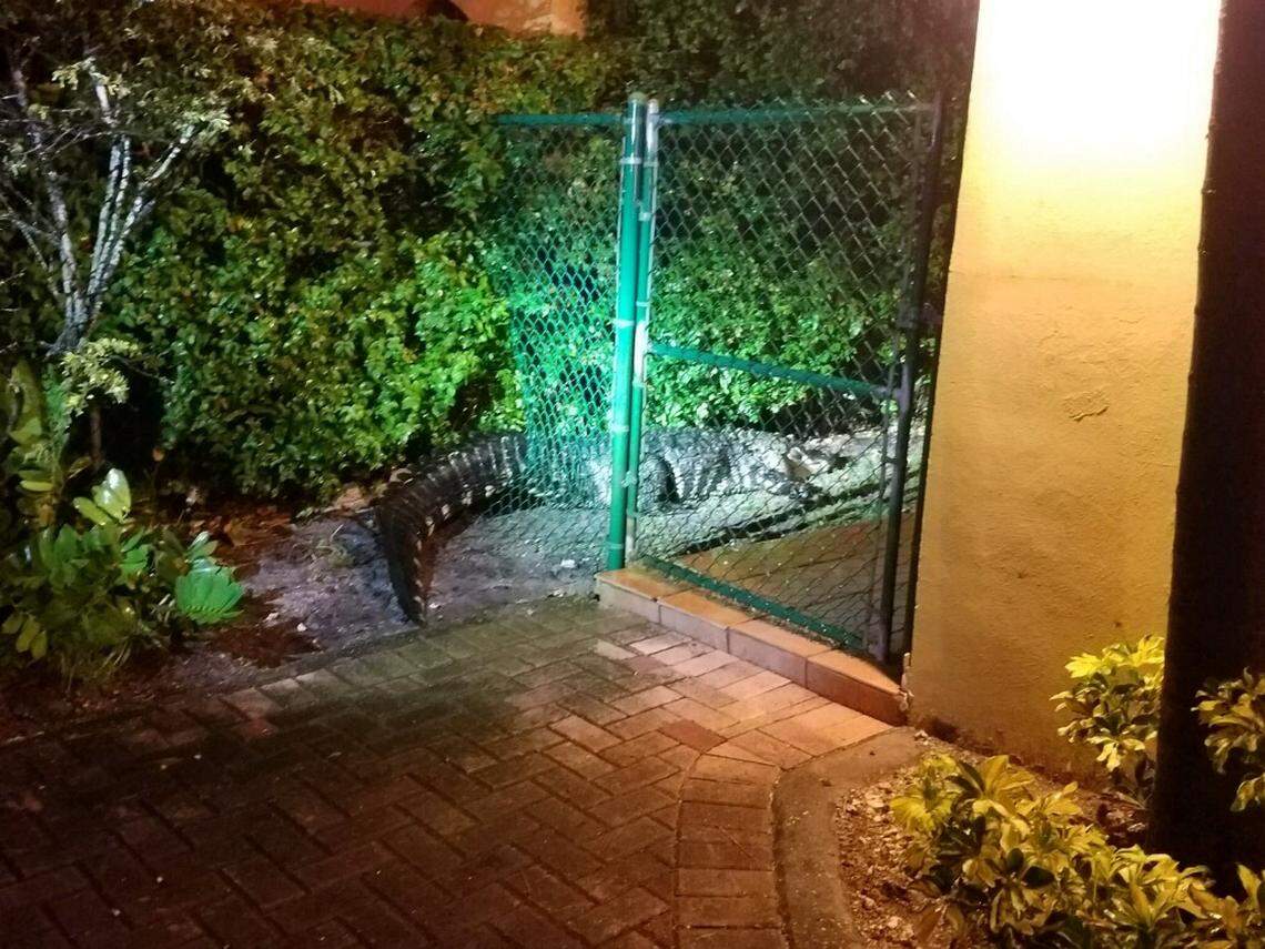 An alligator, estimated to be 11-feet and 600-pounds, busts its way through a chainlink fence at an elderly couple’s home in the Northwest 13th Street and 37th Avenue neighborhood of Miami on April 19, 2019. “We watched that gator go through that fence like nothing,” said Miami Fire Rescue Officer Ignatius Carroll, Jr.