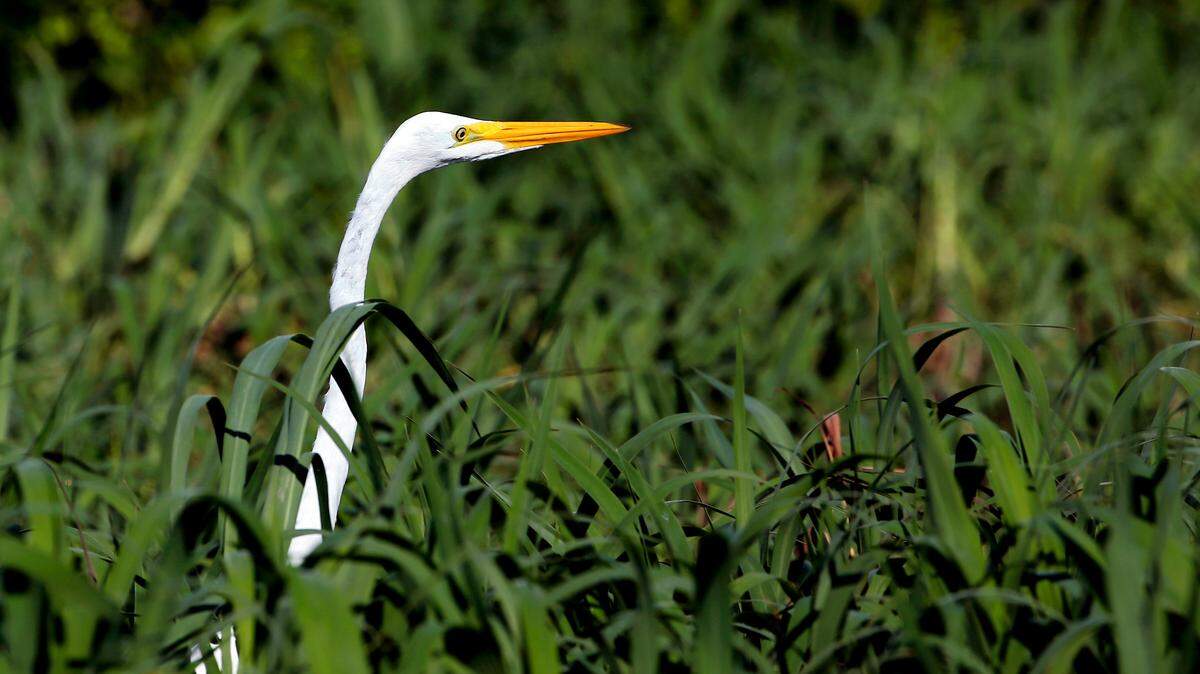 A bird hunts in the grasses of the Amazon River in Manaus, Amazonas, Brazil. 