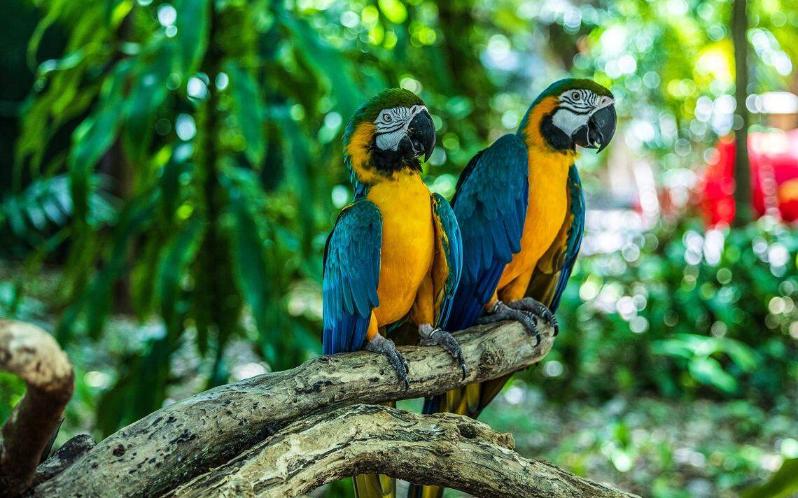 View of blue & gold Macaws at Jungle Island on Wednesday, July 31, 2024.