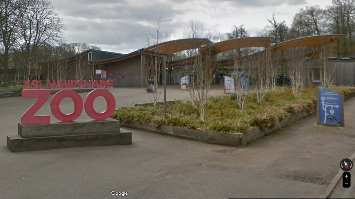 A rare calf was born to a first-time mom at the largest zoo in the U.K.