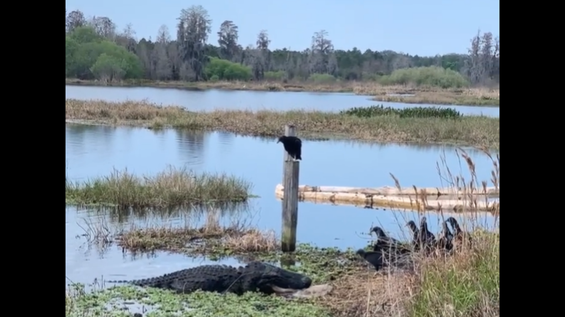 An alligator struggled to fit a turtle shell in its mouth as the vultures watched.