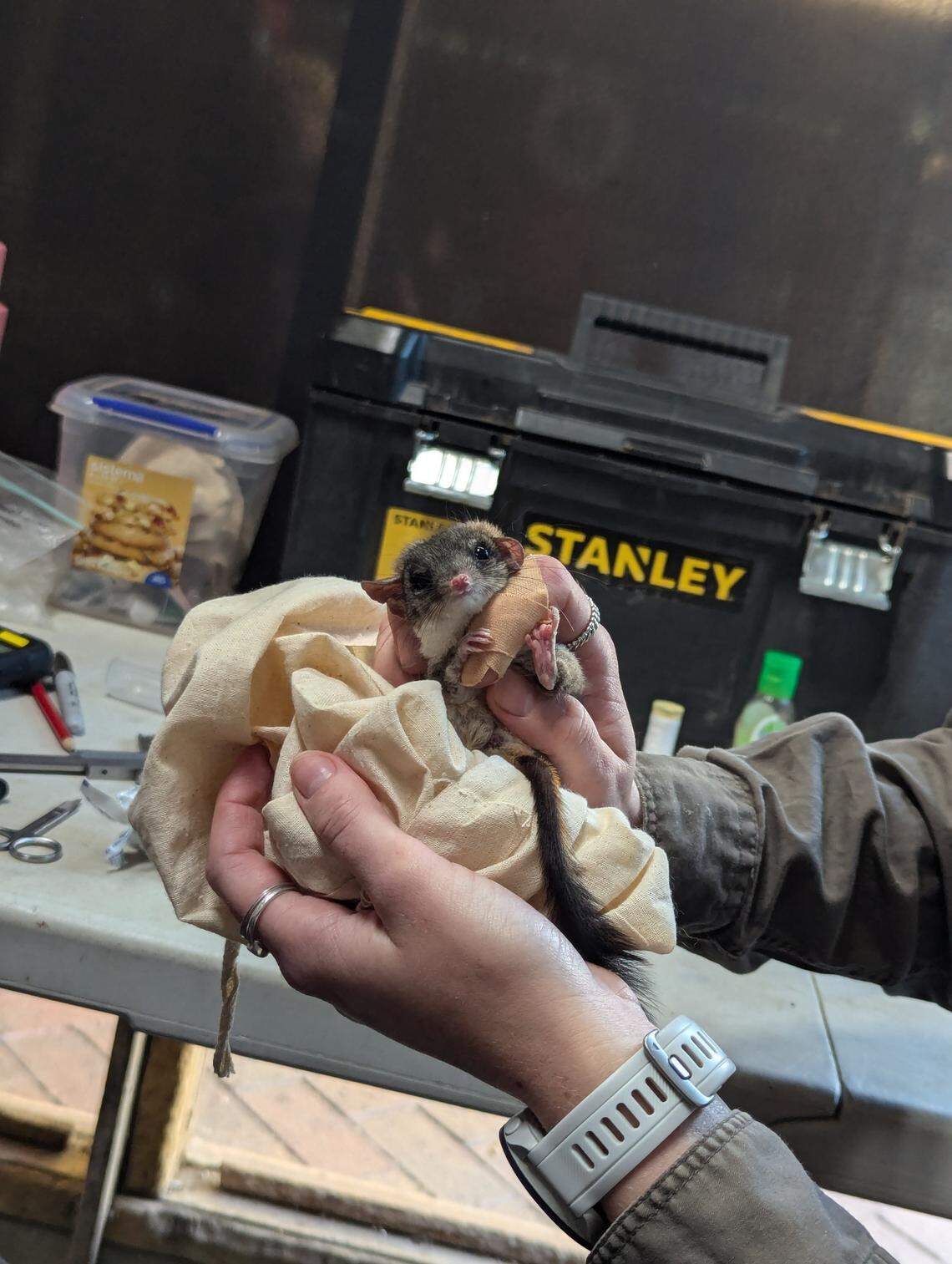 Phascogales were driven nearly to extinction by the introduction of invasive predators like cats and foxes, officials said.