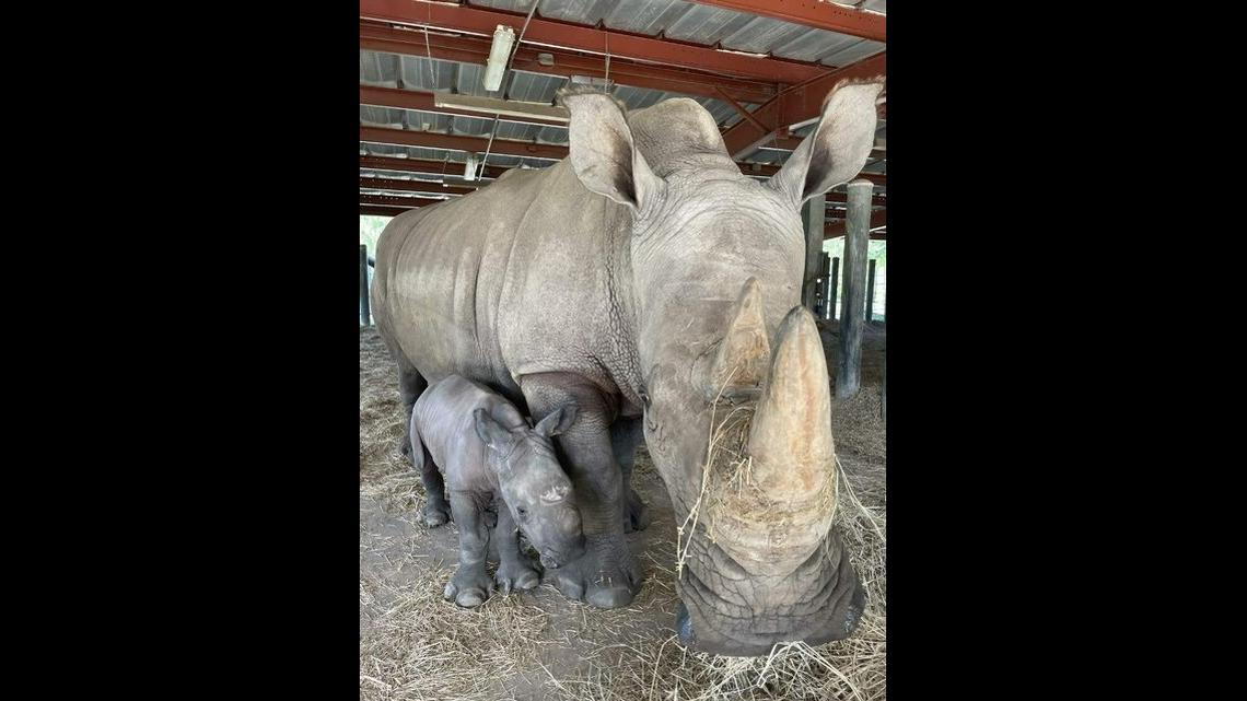 The new calf was born to mom Kidogo, a 19-year-old white rhino and experienced mother, the zoo said.