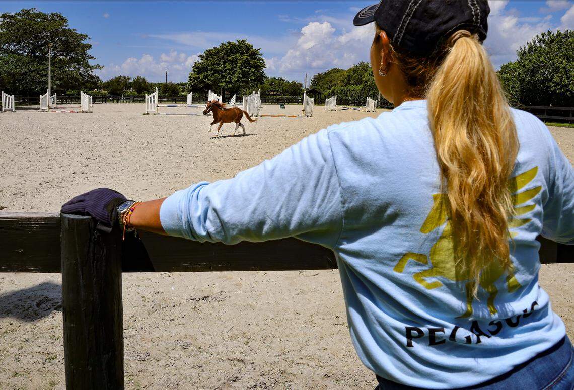 Alexandra Ramos watches Pegasus, a miniature therapy horse, gallop inside the manége before taking him to massage therapy on Monday, Aug. 25, 2025, at Elysian Stables in Miami. 