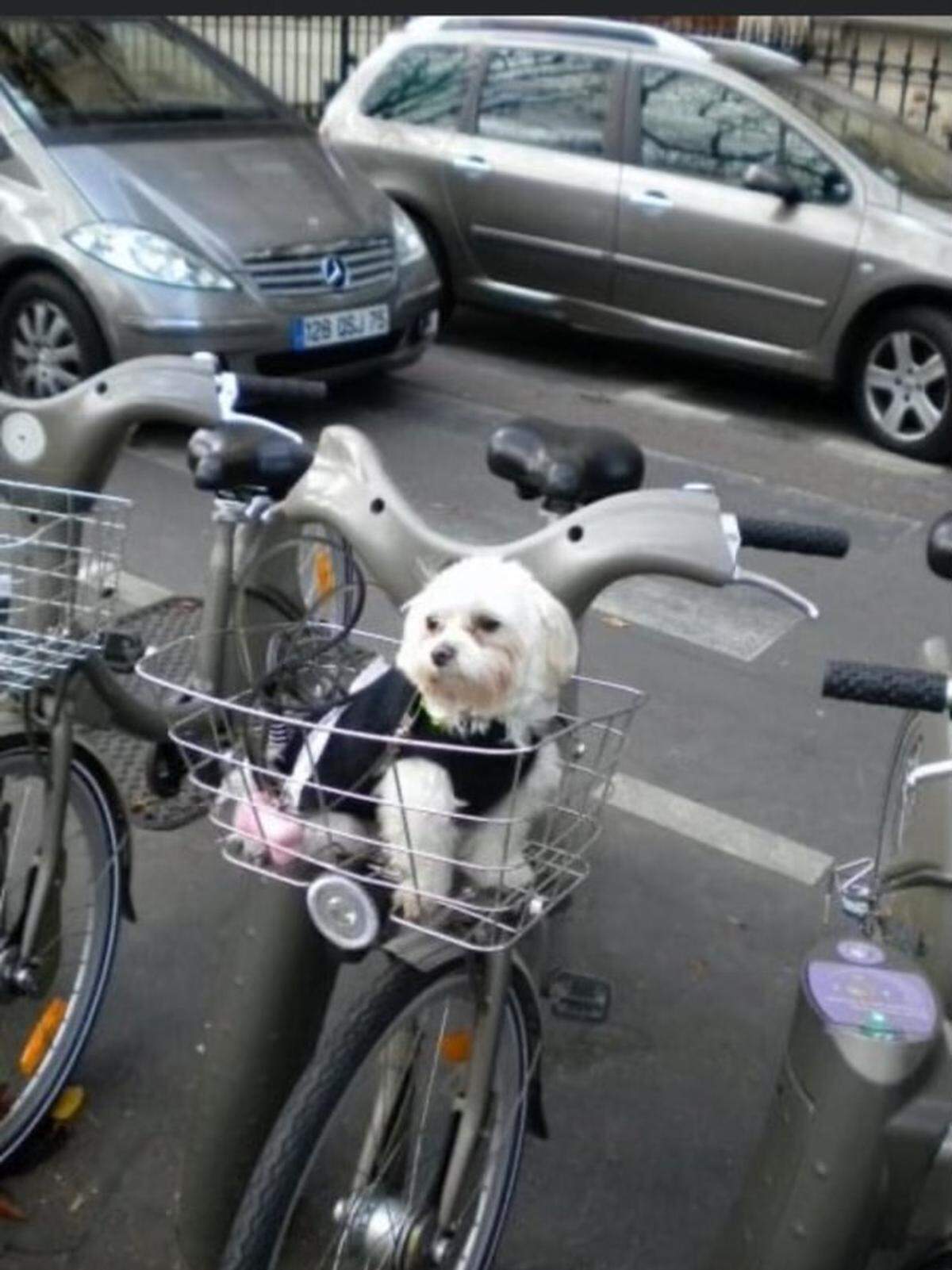 Sissi sits in the basket of a bicycle in Paris. The 14-year-old Maltese was found in Rankin County, east of Jackson, Mississippi, Tuesday after being lost for 7 years.