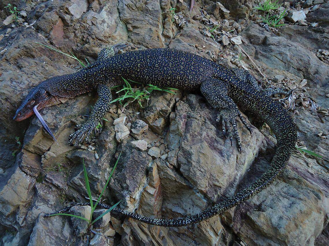 A Varanus louisiadensis, or Louisiade monitor lizard, with its tongue sticking out.