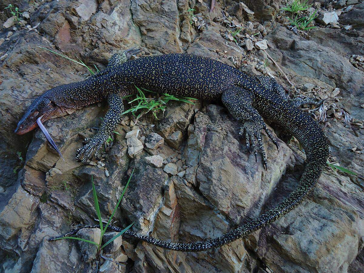 A Varanus louisiadensis, or Louisiade monitor lizard, with its tongue sticking out.