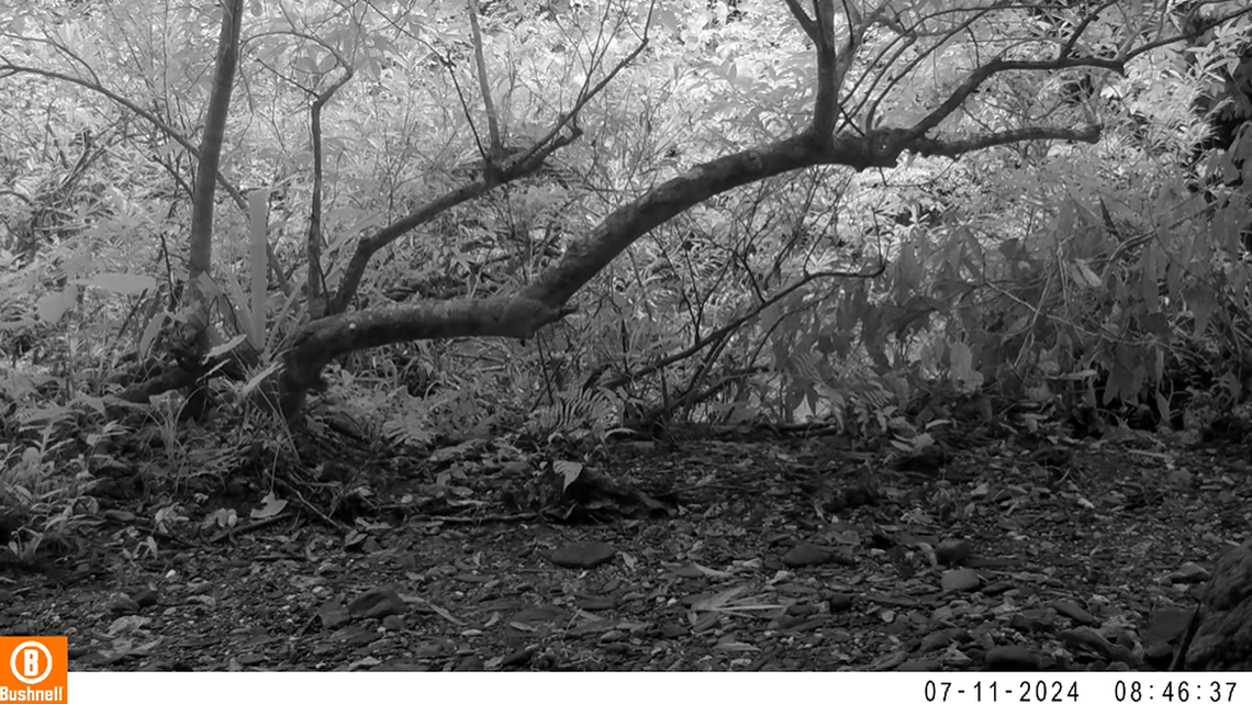 Park officials were shocked with months-old camera trap videos revealed a mother and her three cubs in Thailand’s largest park.