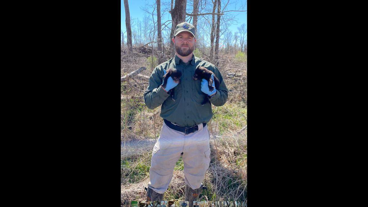 Back in March 2023, Anthony Ballard, MDWFP Wildlife Biologist, was doing his very first den check when he came across a female black bear, previously tagged in earlier years as F14, with two tiny cubs—one male and one female. Earlier this month, Anthony trapped a young female bear for a standard workup. After scanning her for a PIT tag, it was confirmed—this was the same female cub from that 2023 litter. Now two years old, she’s officially been tagged and named F60.