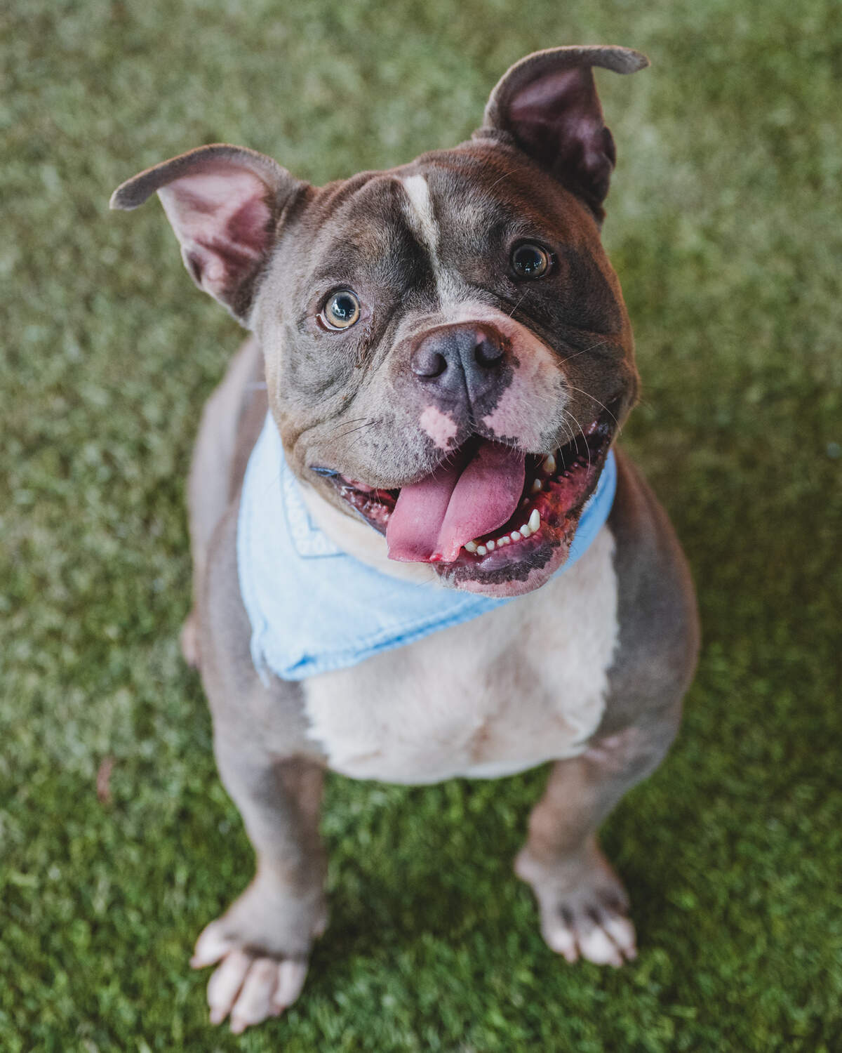 Introducing Smoke #A2493452, the adorable American Bully mix who captured our hearts when he arrived as a stray in July. Smoke is a sweet and chunky boy overflowing with love and affection. He’s a social butterfly, thriving in playgroups and making fast friends with other dogs. Smoke’s affectionate nature extends to his handlers, and he can’t resist the allure of tasty treats. If you’re looking for a furry companion with a heart of gold and passion for play, Smoke is your perfect match. Bring him into your home and let his love and charm light up your life. Adopt Smoke today!