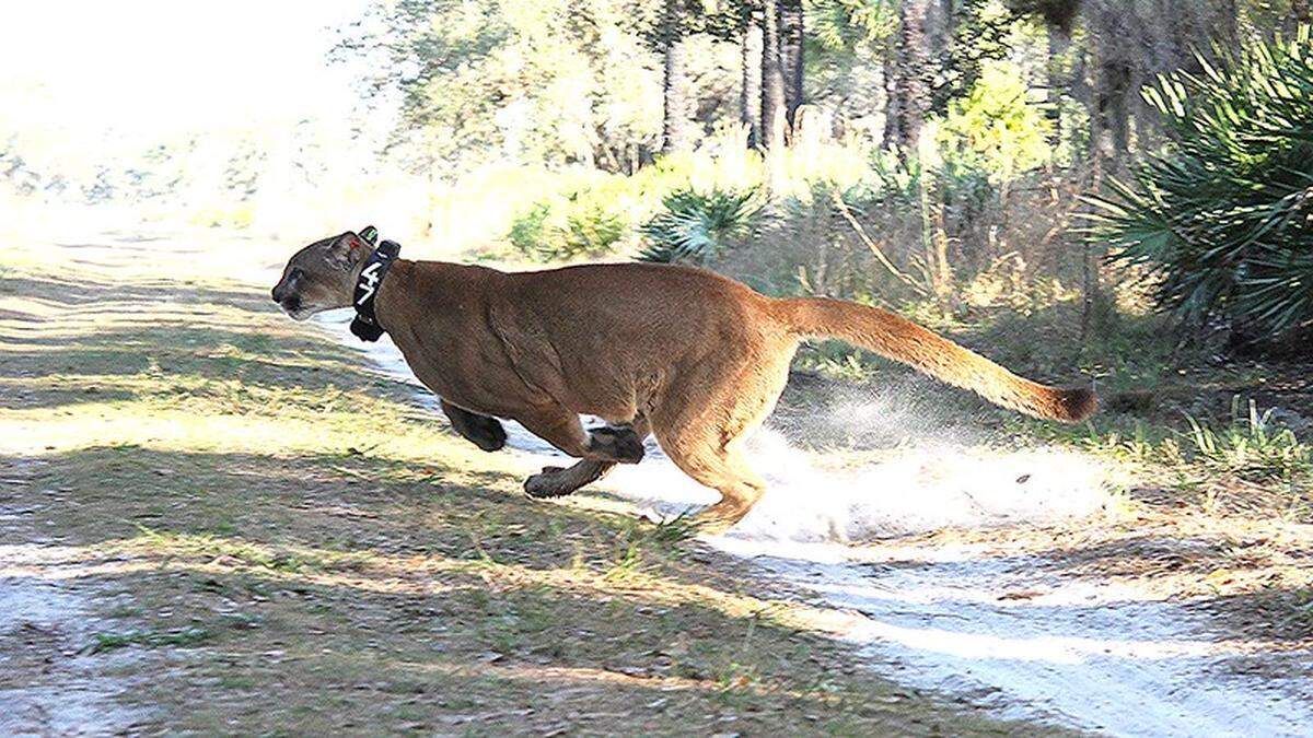 This panther was struck by a car in 2014 and survived after a witness reported the incident to the Florida Fish and Wildlife Conservation Commission. The panther was rehabilitated and released back released at Kissimmee Prairie Preserve State Park in Okeechobee County.