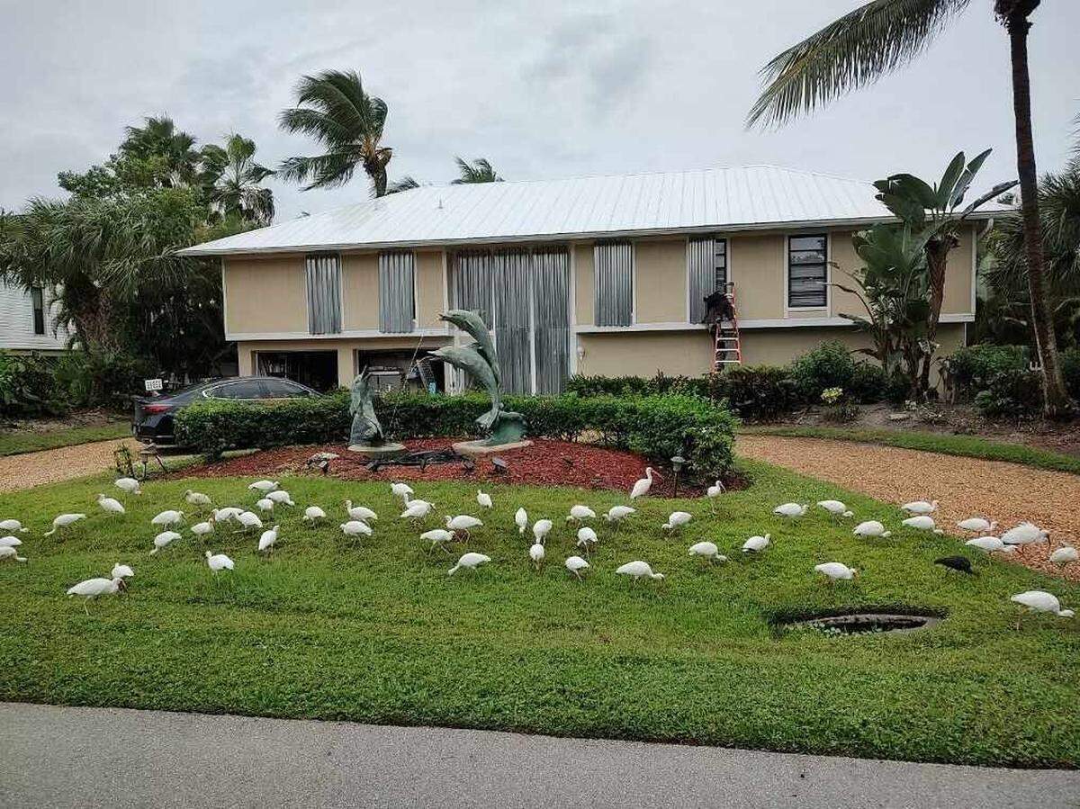 Ibis feeding in front of Rafael Peñalver’s house in Sanibel Island as a worker installs shutters in preparation for Hurricane Ian.