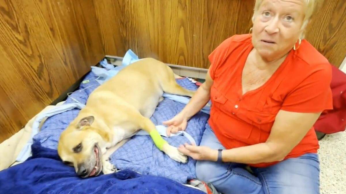 Debbie Angelo talks about her dog Ziggy at a veterinary clinic in Hollywood. ‘He’s not been one of those lay-around dogs. He’s always really, really active. It’s heartbreaking. I cried for the first two days.’