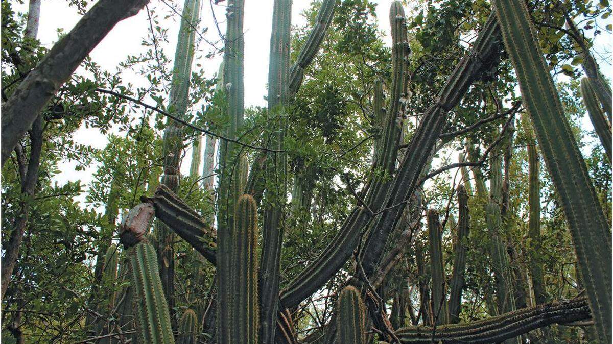 The Key Largo tree cactus, Pilosocereus millspaughii, in habitat at John Pennekamp Coral Reef State Park, in 2015.