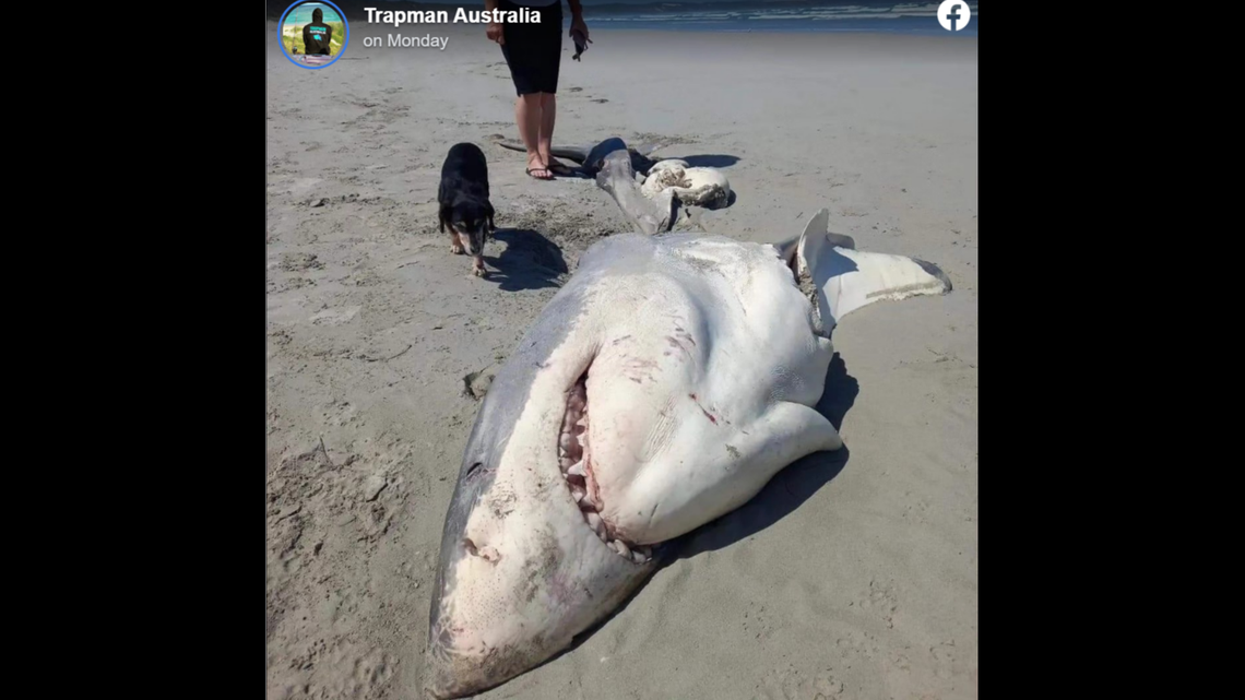 What killed this nearly 10-foot great white shark? Some say an even bigger killer whale ate its liver off Australia’s coast.