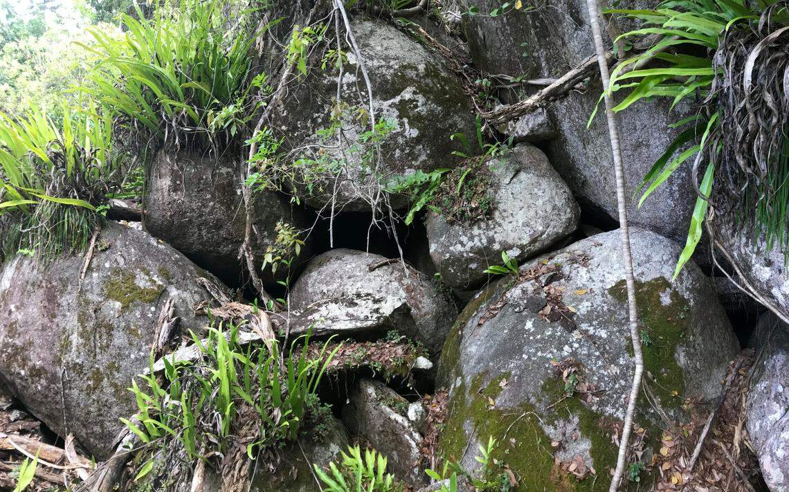 The habitat where the Scawfell Island leaf-tailed gecko is found.